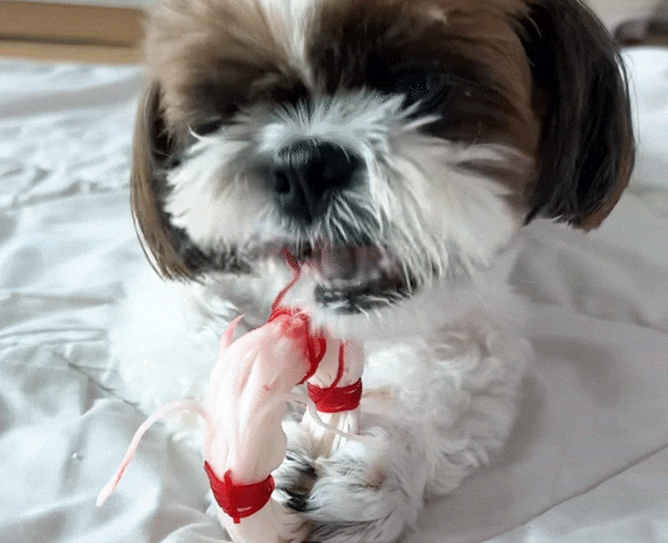 韓國 Dear Labs 潔齒環 清潔牙線 (狗合用)  Korea Dear Labs Dental Ring Line (Suitable for dogs) 25g