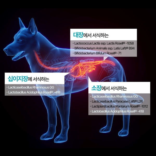韓國 Dear Labs 綜合乳酸菌 (貓狗合用)  Korea Dear Labs Comprehensive Lactic Acid Bacteria (Suitable for both cats & dogs) 2g x30