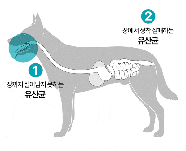 韓國 Dear Labs 綜合乳酸菌 (貓狗合用)  Korea Dear Labs Comprehensive Lactic Acid Bacteria (Suitable for both cats & dogs) 2g x30