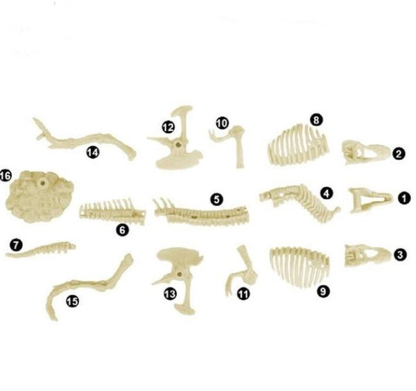 3D恐龍霸王龍化石 考古挖掘 模型玩具 (適合3歲或以上) 3D Dinosaur King Tyrannosaurus Fossils Excavation Kit (Suitable for 3 years old +) <hm0619>